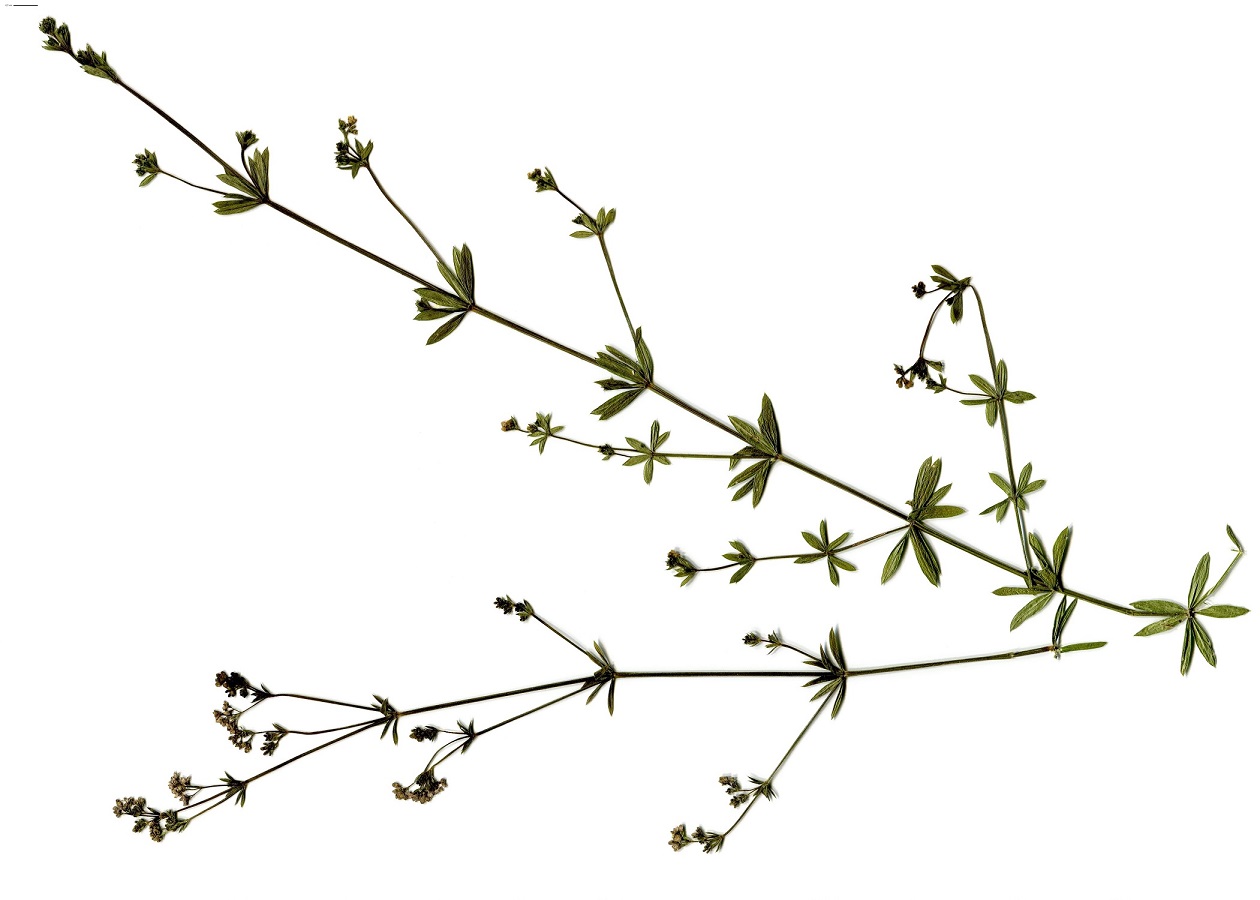 Galium uliginosum (Rubiaceae)